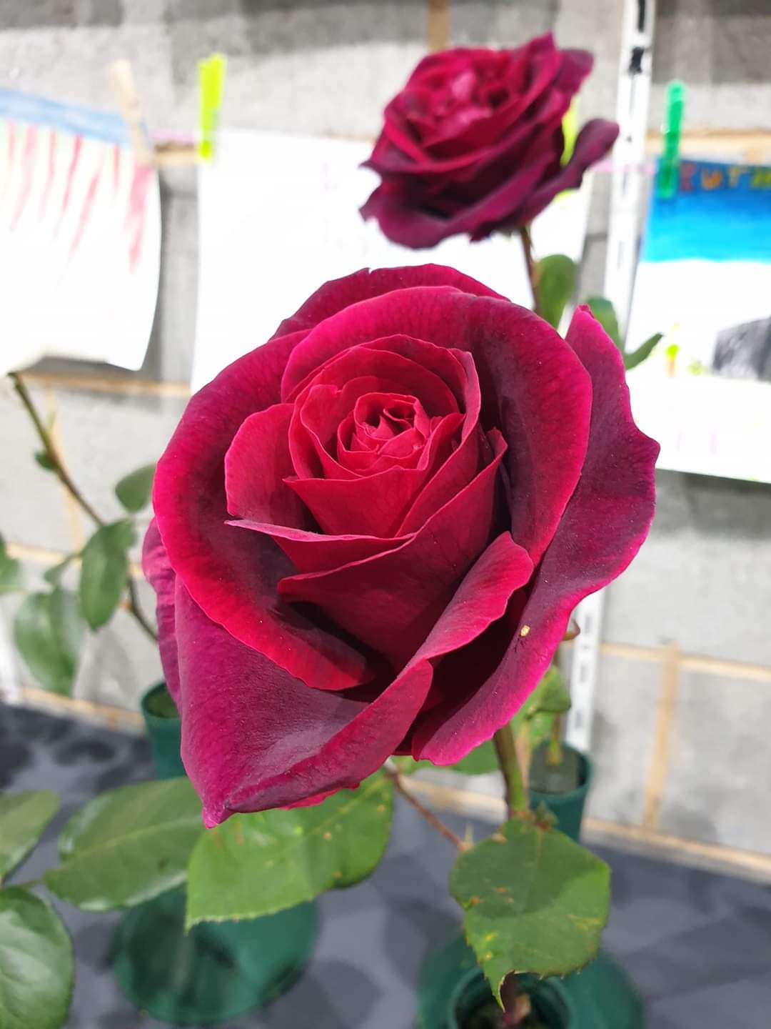 Cut Flowers