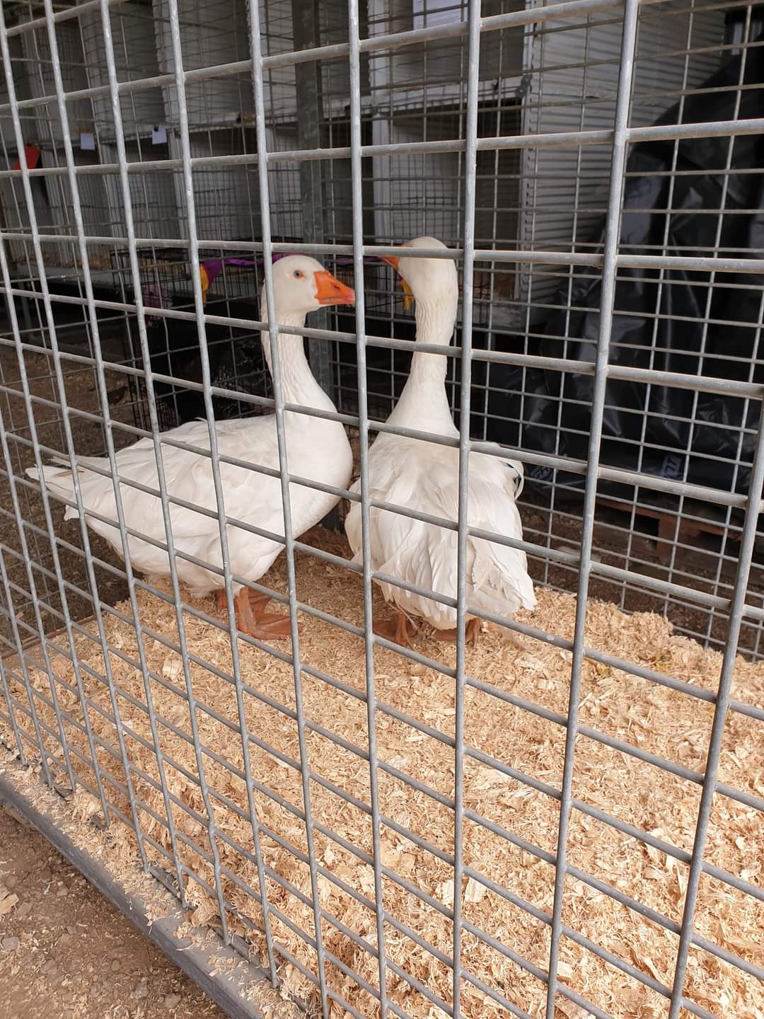 Poultry & Eggs - Junior Poultry