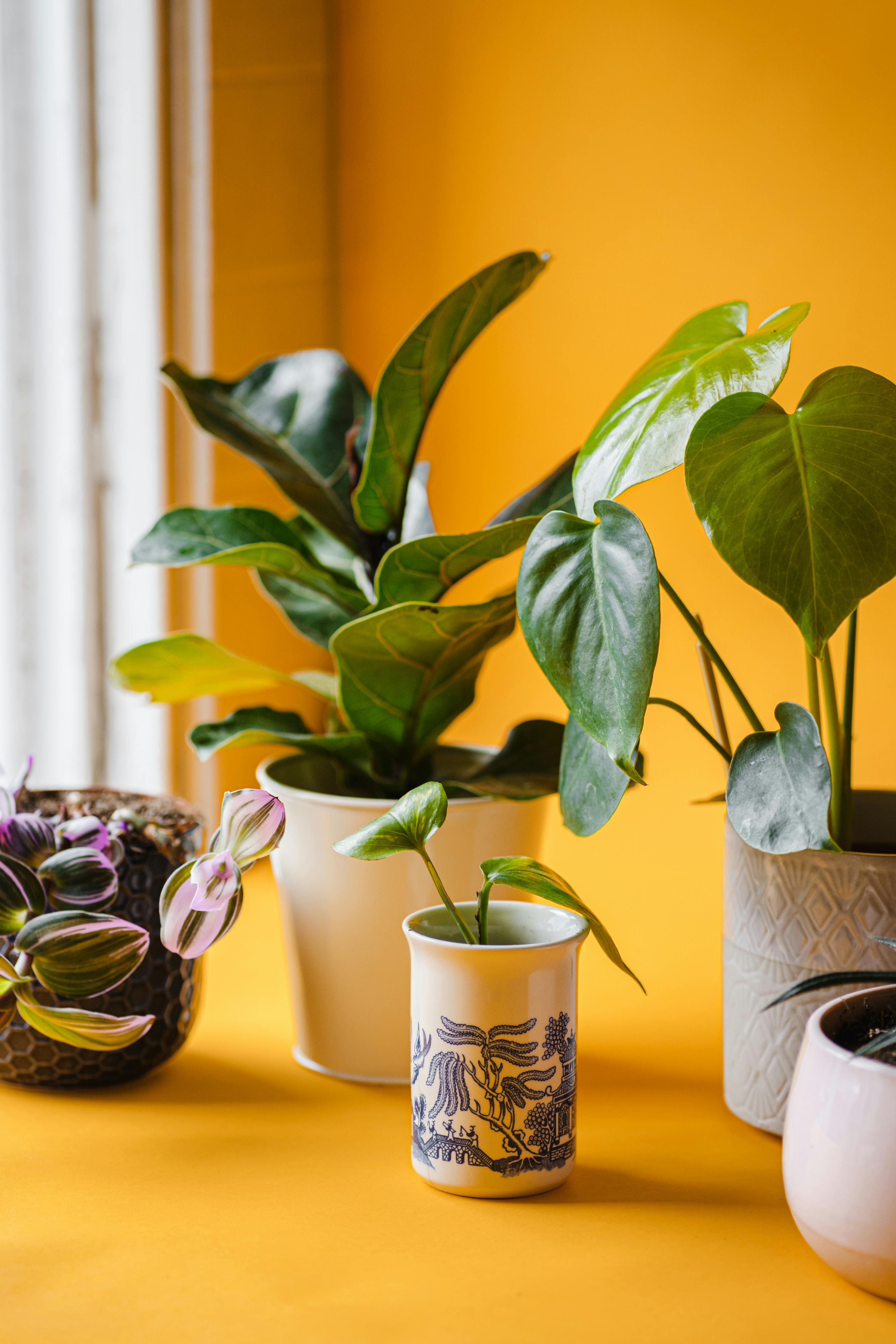 Pot Plants